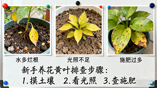 居民搬家时如何搬运植物 居民搬家时如何搬运植物